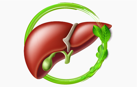 How To Keep Your Liver Healthy?