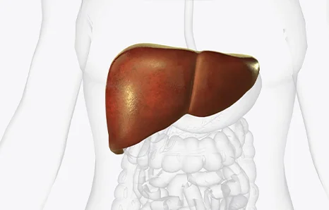 How to Keep Your Liver Healthy Naturally